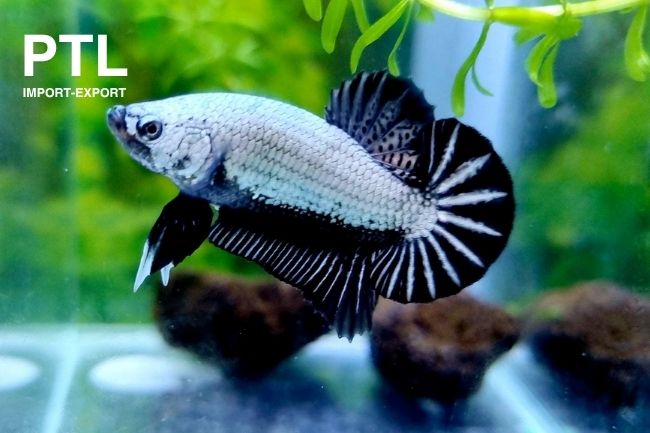 PTL-PK065_BETTA SPL. PLAKAT BLACK DRAGON 